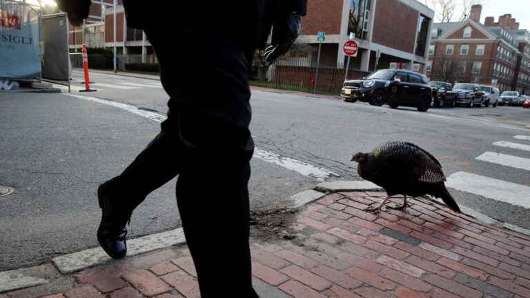 Wild Turkeys Behavior