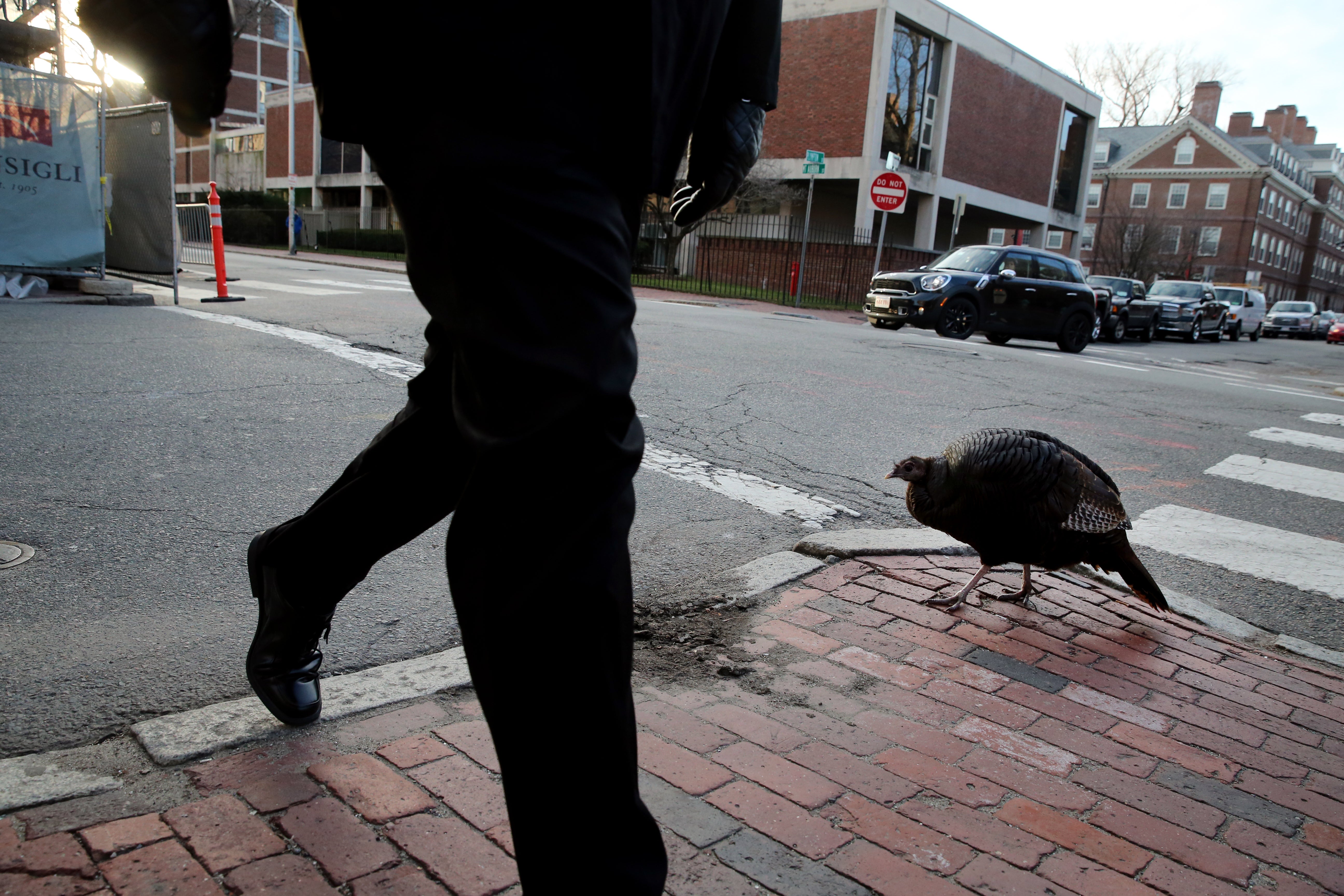 Wild Turkeys Behavior