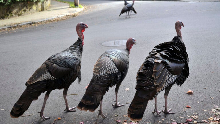 Brookline police warn of aggressive turkeys after officer chased into building