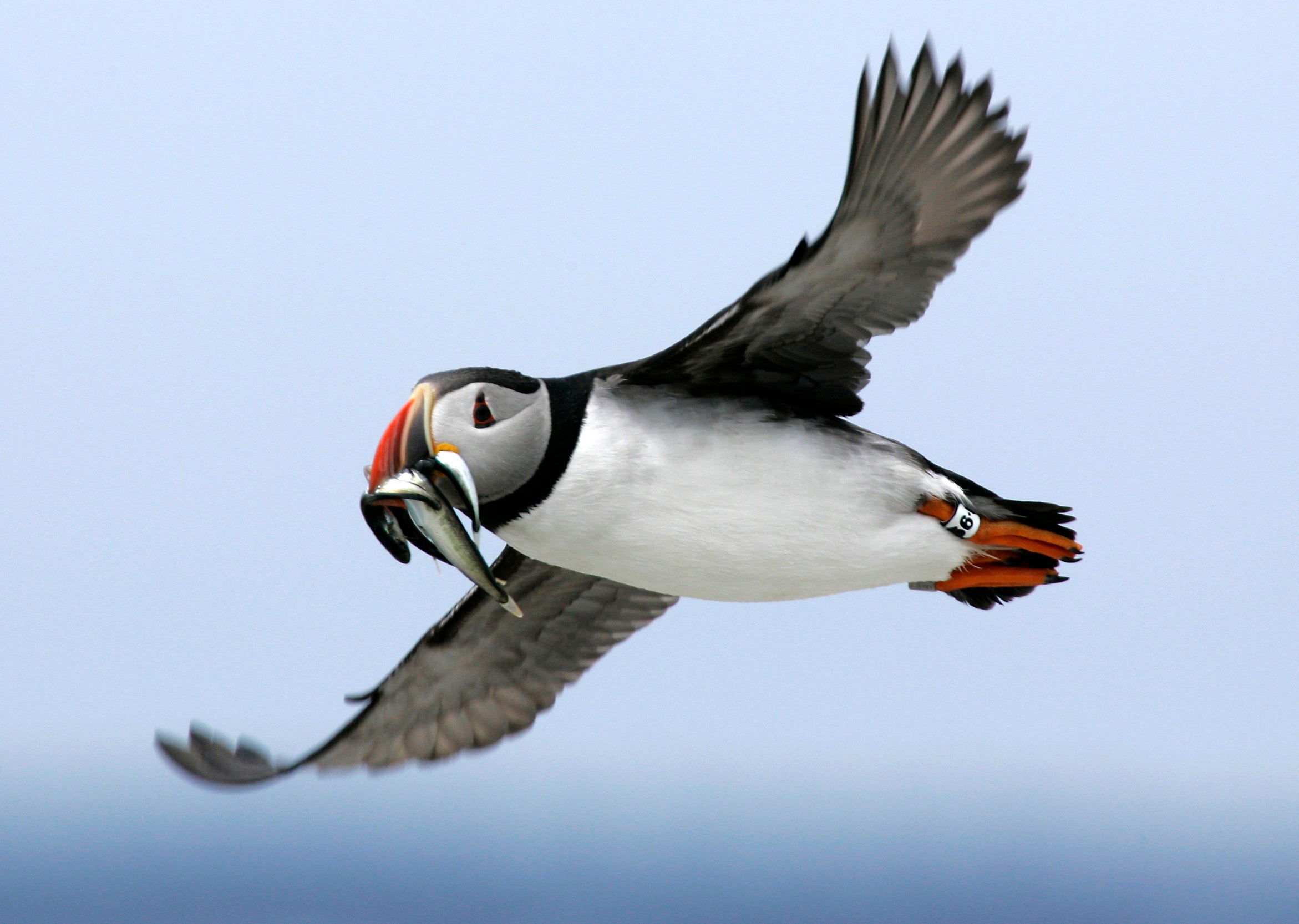 baby puffins