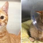 No Nose Nigel the Cat