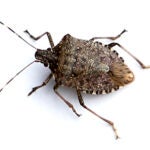 Stink bug