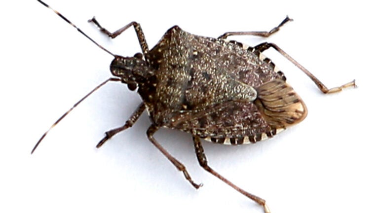 Stink bug