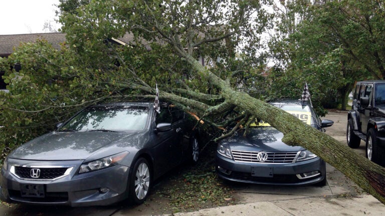 Fallen Tree Covers Cars in Warwick, RI