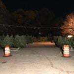 Stolen Braintree Christmas Trees