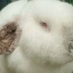 Brockton Rabbit Before Treatment