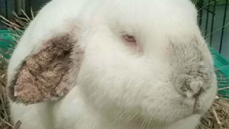 Brockton Rabbit Before Treatment
