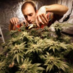 Marijuana Plant Pruning