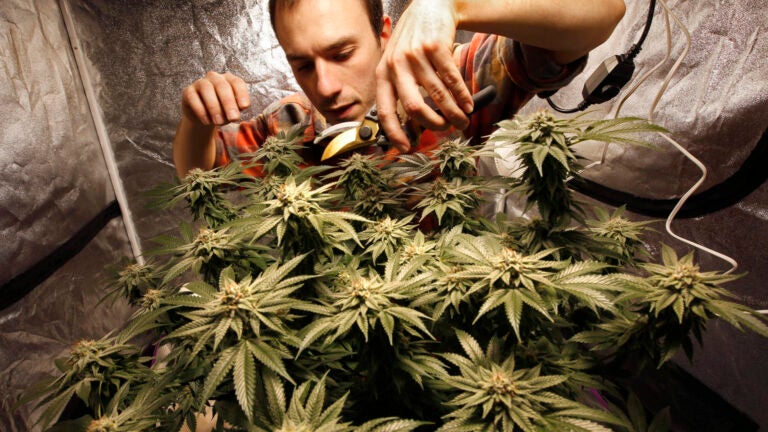 Marijuana Plant Pruning