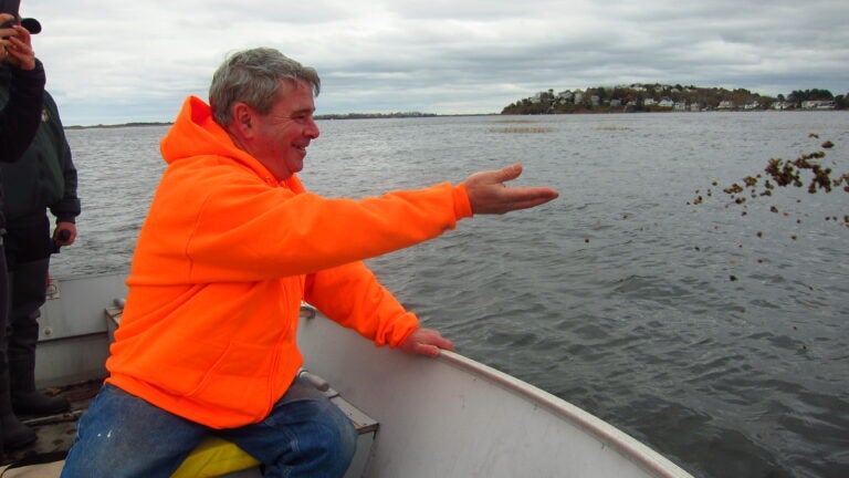 Oyster Distribution Ipswich