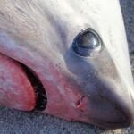 Frozen Shark Cape Cod