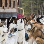 Peace Pups Dogsledding