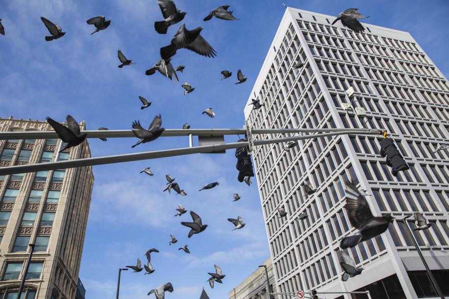 Cambridgeport-Central-Square-Pigeons