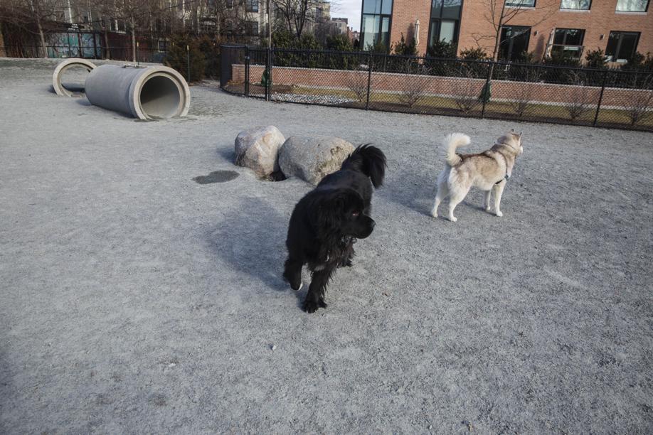 Cambridgeport-Pacific-Street-Dog-Park