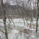 Trees under ice at Acadia National Park