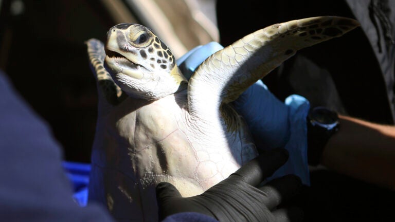 Cold-stunned manatees, sea turtles warming up at SeaWorld