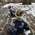 Ducklings dressed up in Patriots jerseys.