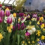 A photo from a previous Spring Bulb Show at the Botanic Garden of Smith College.