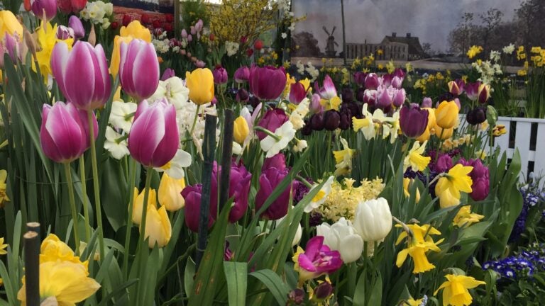 A photo from a previous Spring Bulb Show at the Botanic Garden of Smith College.