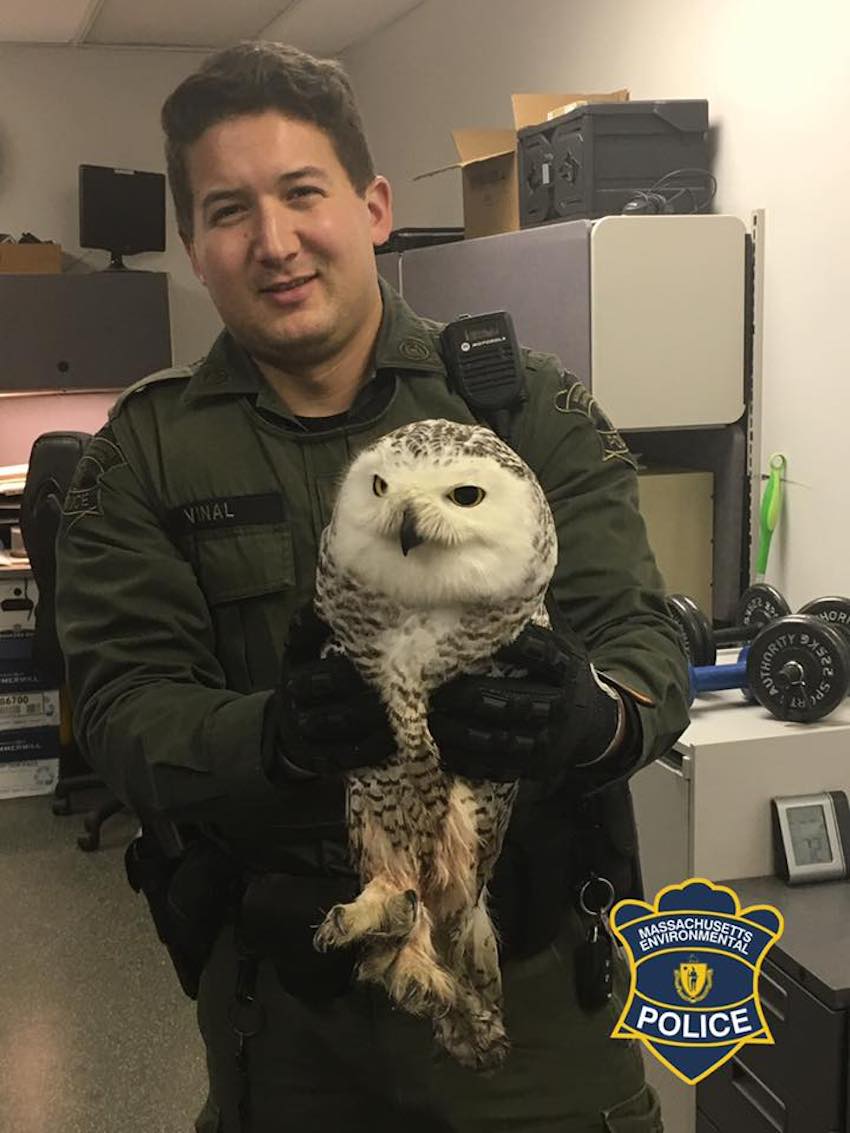 Snowy owl dies after getting struck in Boston's O'Neill Tunnel