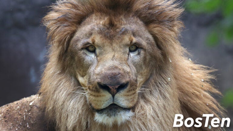 Franklin Park Zoo lion