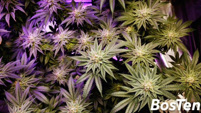 Marijuana plants in Portland, Maine.