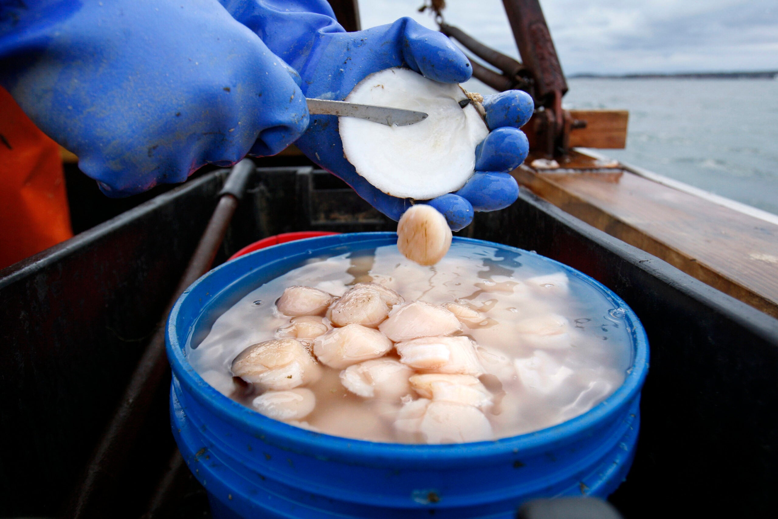 Maine's rebuilt scallop fishery looks to year of more growth