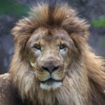 Franklin Park Zoo Lions