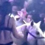 Miami nightclub horse