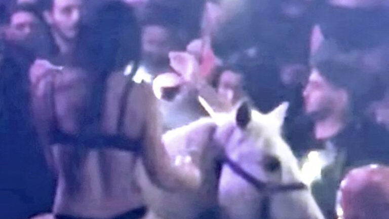 Miami nightclub horse