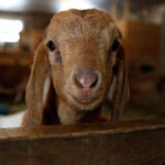 A baby goat at Drumlin Farm in Lincoln