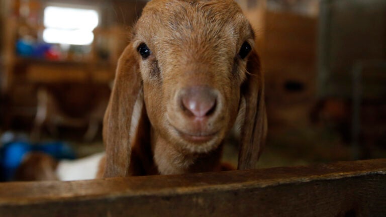 A baby goat at Drumlin Farm in Lincoln