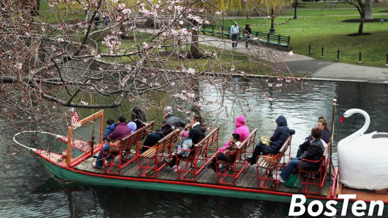 Swan boats made their debut at Boston's Public Garden in April 2013.
