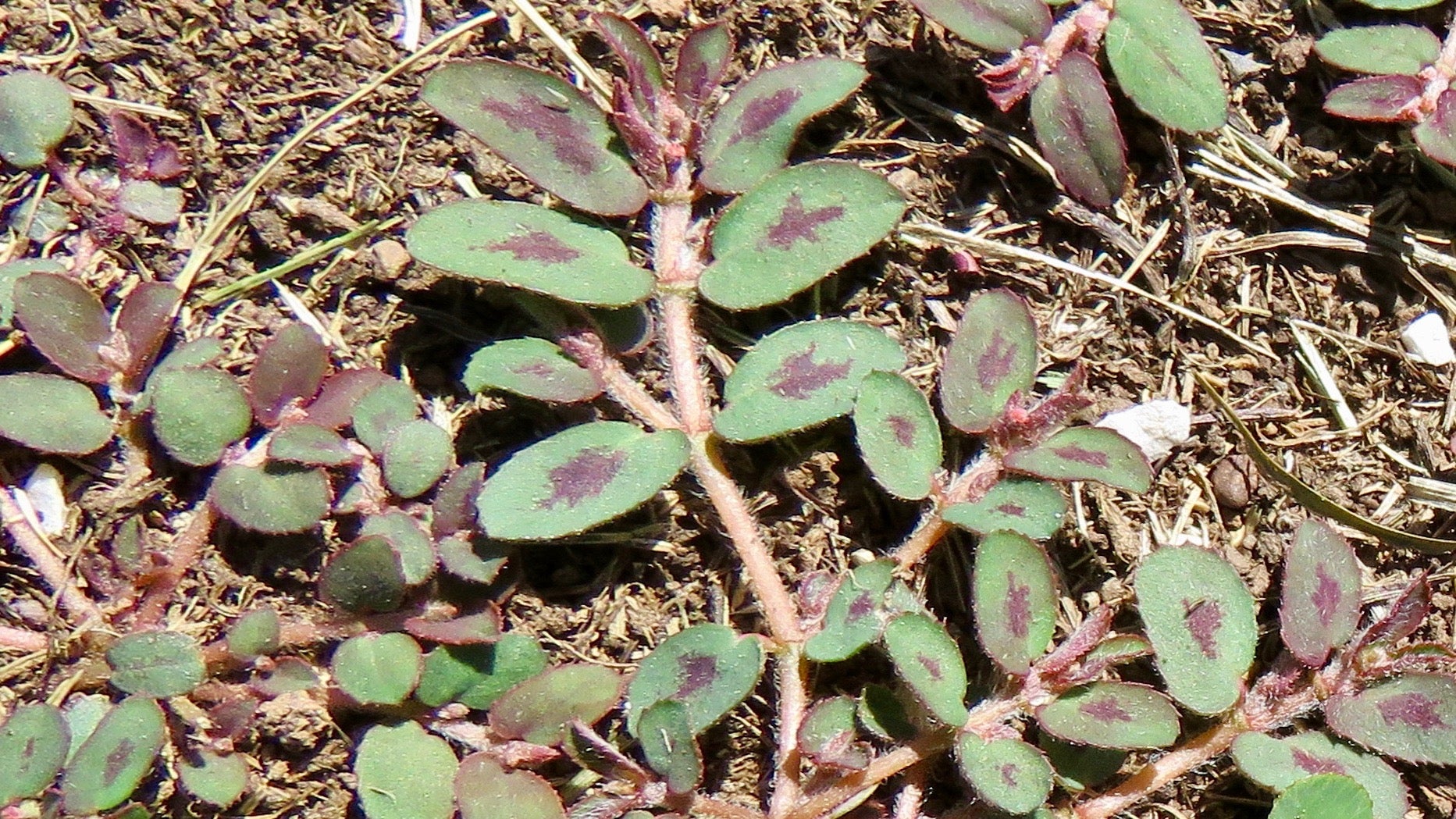 Spotted-Spurge