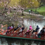 Swan boats made their debut at Boston's Public Garden in April 2013.