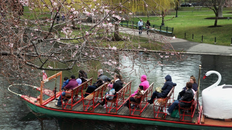 Swan boats made their debut at Boston's Public Garden in April 2013.