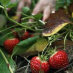 Strawberry-Patch-Ripe