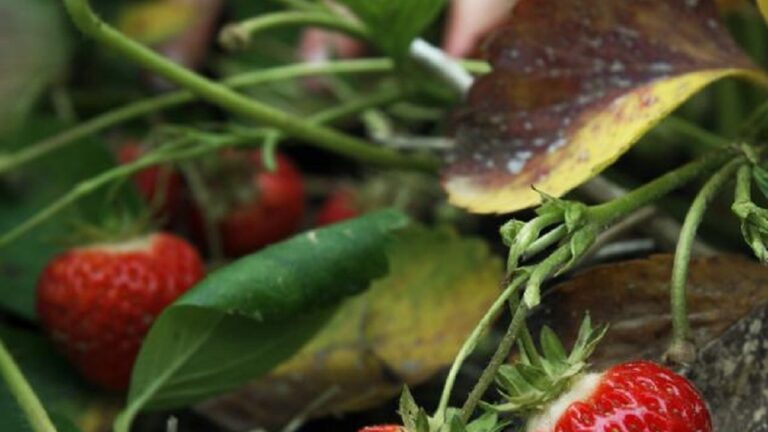 Strawberry-Patch-Ripe