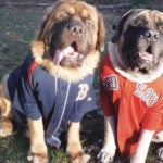 Thor and Odin, English Mastiffs from Northbridge, are Red Sox fans