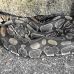 Snake Brookline Playground