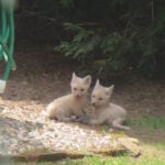 white fox pups