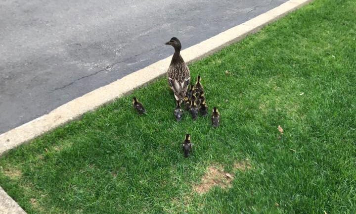 Arlington police rescue 11 ducklings from sewer drain