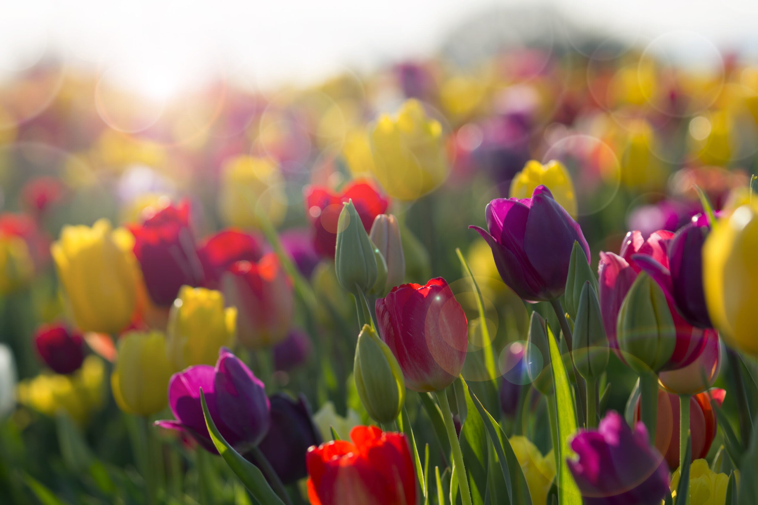 Ask The Gardener: What Is Eating Your Tulips?