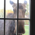 New Hampshire Family Moose