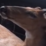 Deer Car Video