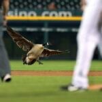 Angels Tigers Baseball