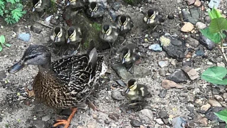 Arlington police rescue 11 ducklings trapped in storm drain