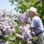John Prybot, 69, smells lilacs during the107th annual Lilac Sunday at the Arnold Arboretum in 2015.