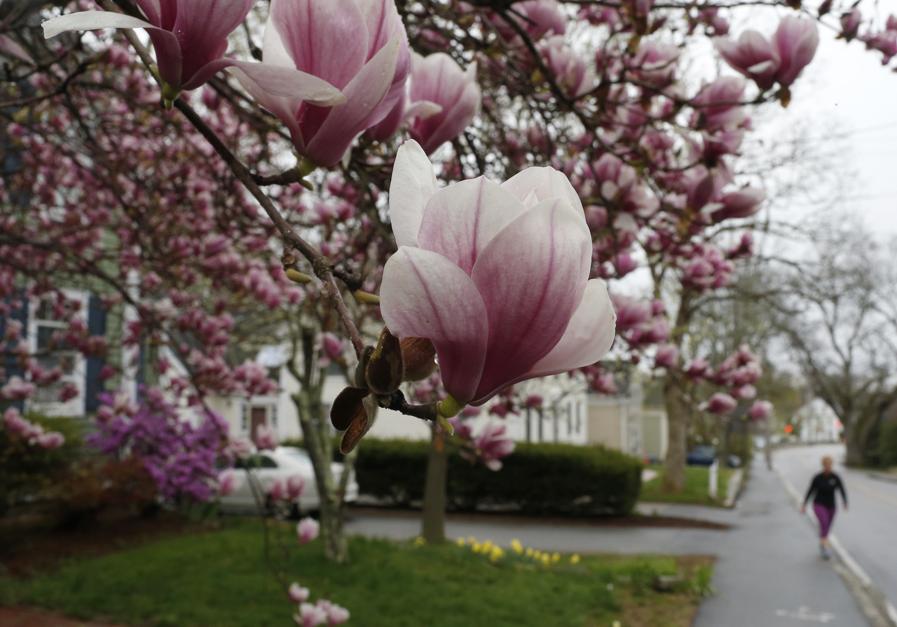 Medway-MA-Magnolia-Blooms