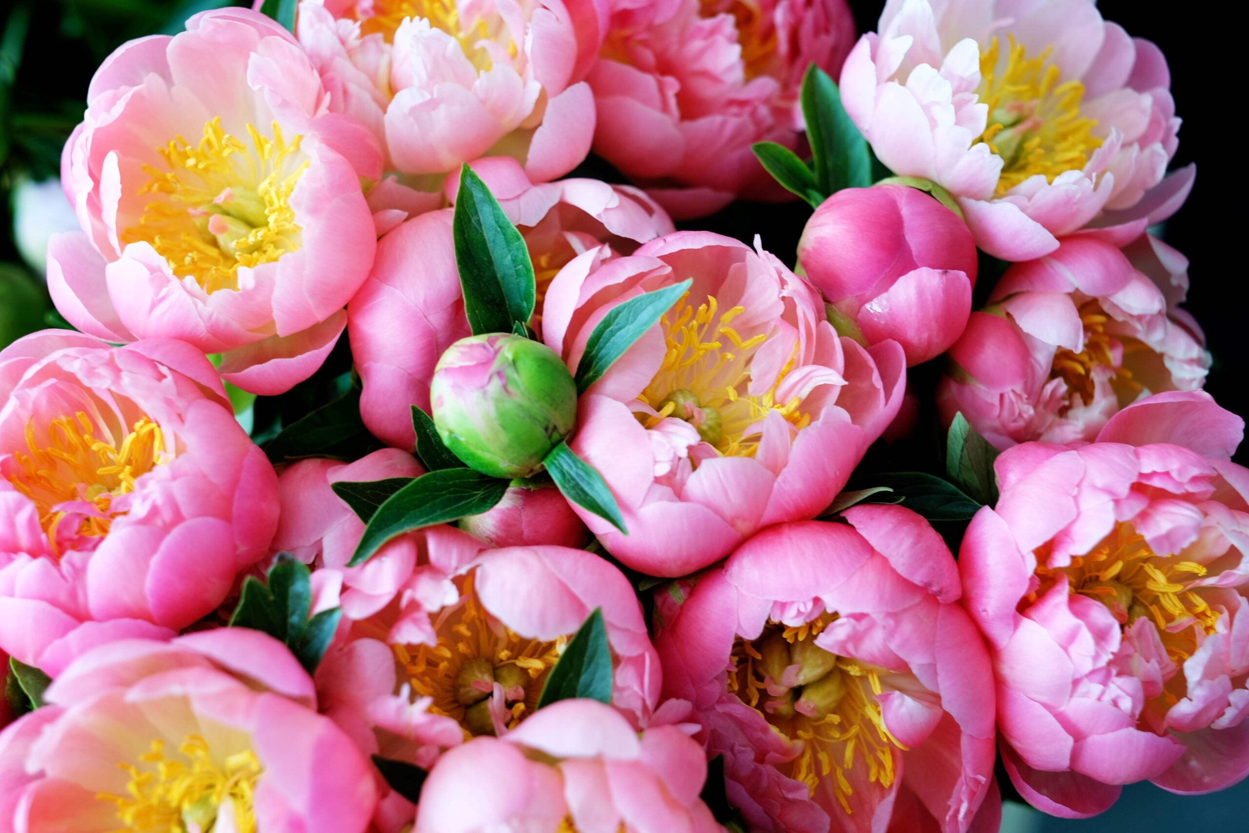 Ask the Gardener: What is wrong with my peonies? - Ask the Expert ...